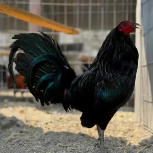 red quill gamefowl for sale (copy)