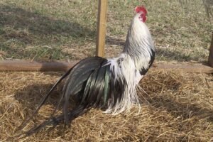 purebred radio gamefowl for sale (copy)