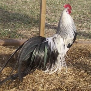 purebred radio gamefowl for sale (copy)