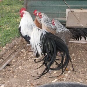 purebred radio gamefowl for sale (copy)