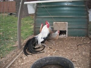 purebred radio gamefowl for sale (copy)