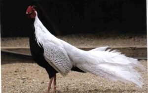 silver pheasants for sale