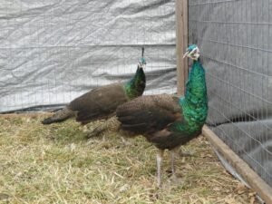 pair of reeves pheasants for sale