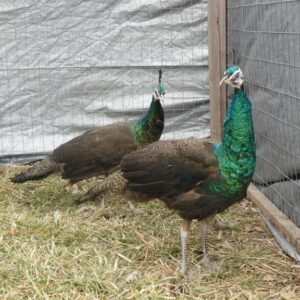 pair of reeves pheasants for sale