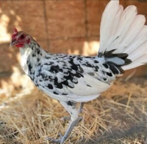 splash old english gamefowl for sale