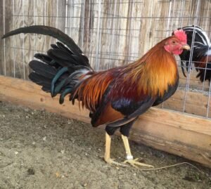 sweater gamefowl for sale