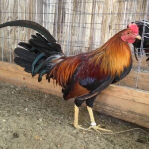 sweater gamefowl for sale