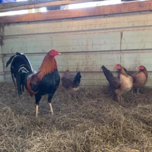 sweater gamefowl for sale