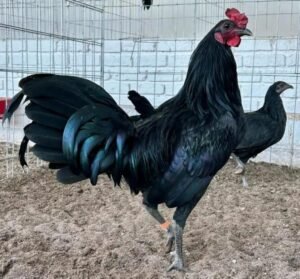 warhorse game fowl for sale