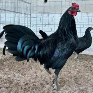 warhorse game fowl for sale