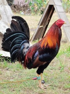 wheaten standard old english for sale