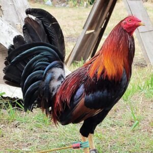 wheaten standard old english for sale