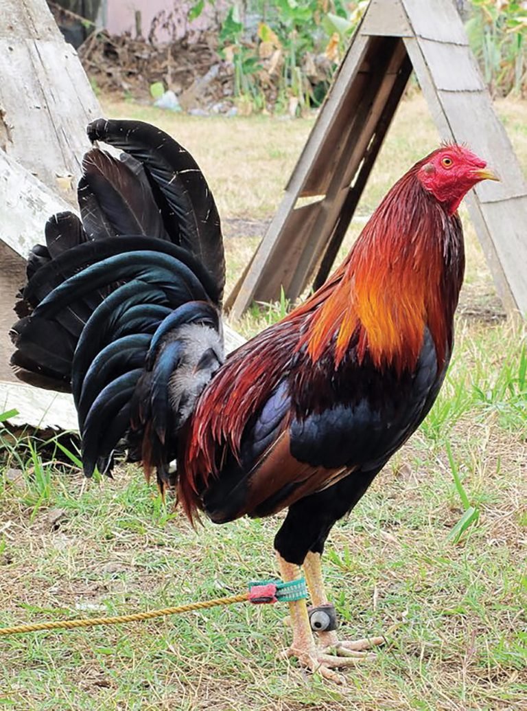 wheaten standard old english for sale