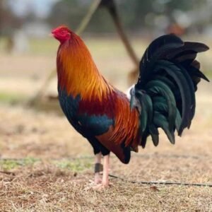 wheaten standard old english for sale