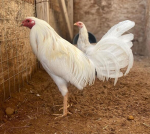 white kelso game fowl for sale