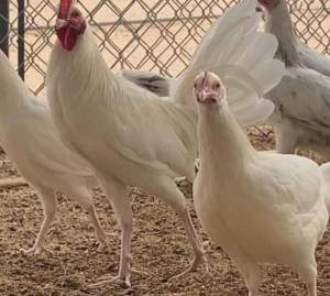 white kelso game fowl for sale