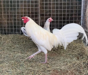 white kelso game fowl for sale