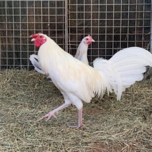 white kelso game fowl for sale
