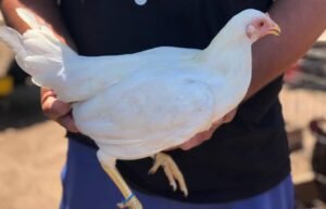 kelso gamefowl for sale (copy)