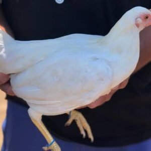 kelso gamefowl for sale (copy)