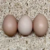 white plymouth rock hatching eggs for sale