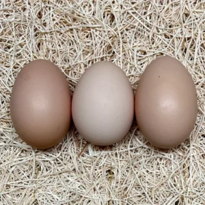 white plymouth rock hatching eggs for sale