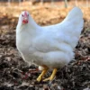white plymouth rock hatching eggs for sale