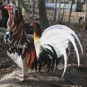whitehackle gamefowl for sale