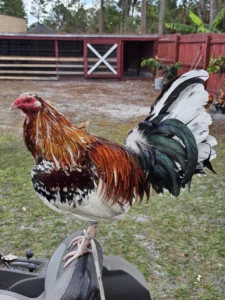 whitehackle gamefowl for sale