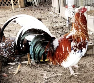 whitehackle gamefowl for sale