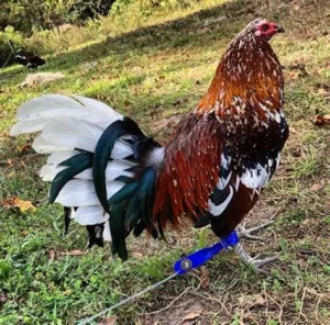 whitehackle gamefowl for sale