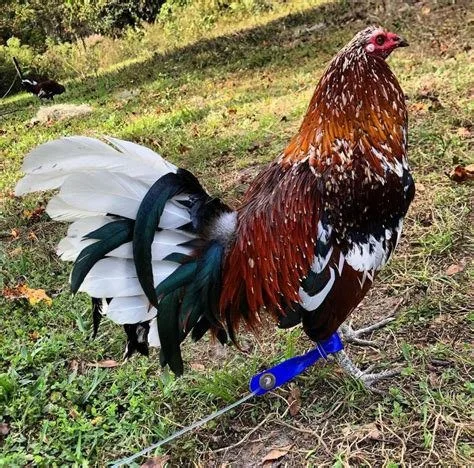 whitehackle gamefowl for sale