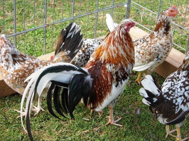 whitehackle gamefowl for sale