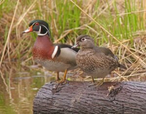 pair of reeves pheasants for sale