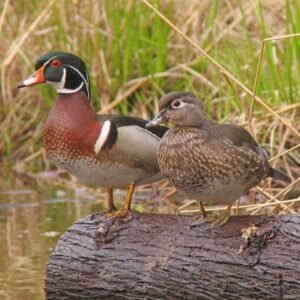 pair of reeves pheasants for sale