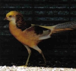 pair of red golden pheasants for sale (copy)