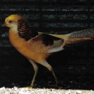 pair of red golden pheasants for sale (copy)